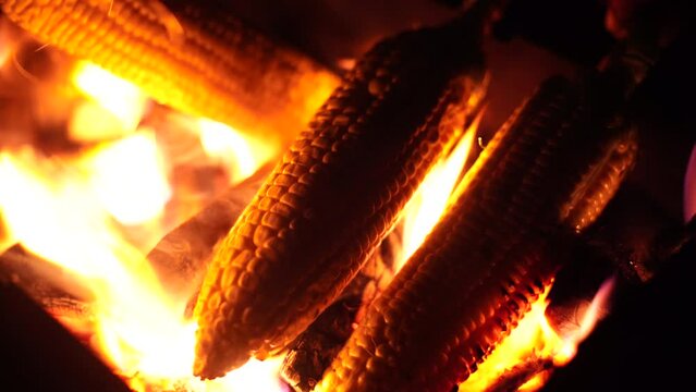 corn on cob bhutta being roasted inside coal and wood fire which is a popular street food snack in India
