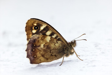 Speckled Wood Butterfly