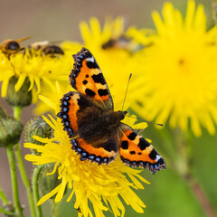 Small Tortoiseshell Butterfly on Sow Thistle
