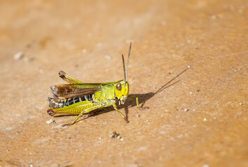 Grasshopper and shadow