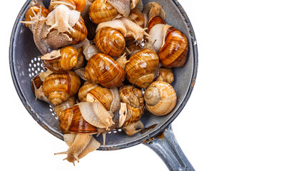 snail (Helix pomatia) - Burgundy snail - edible snail isolated on a white background