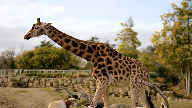Giraffe Walking At Zoo In Nature