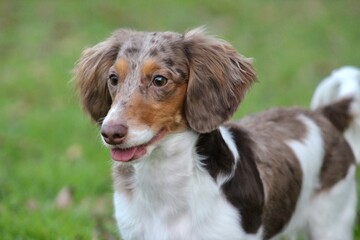 Mini Dachshund Collection 