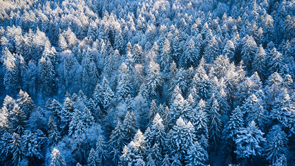 blue texture winter landscape trees