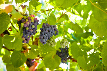 Grape bunch hanging on the vine on a sunlit trellis.