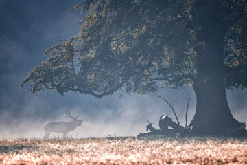 Stag Roars Gosford Forest Park