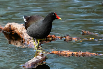 Common Gallinule - Florida