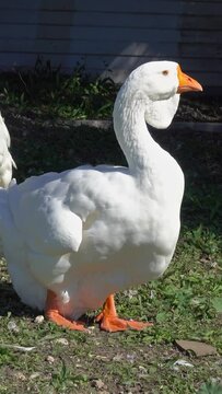 Big white goose at summer. Vertical video