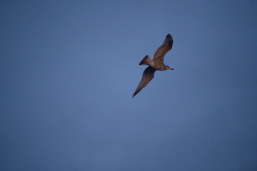 Obraz premium seagull in flight