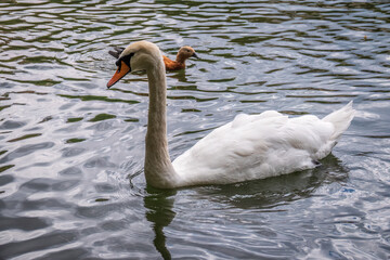 A graceful white swan swimming on a lake with dark water. The white swan is reflected in the water