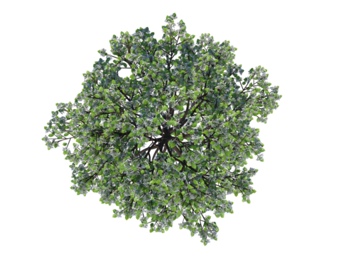 Sweet Cherry png alpha channel top view