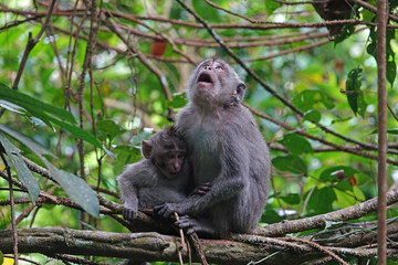 Naklejka na ściany i meble Mother and infant Crab-Eating Macaques in forest- Macaca fascicularis