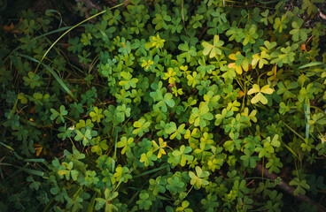 abstract background of a beautiful green creeping clover top view. flat lay. nature, season and environment concept