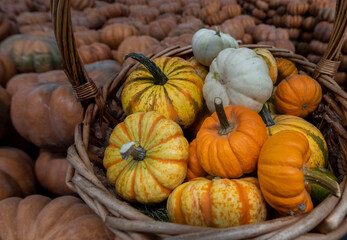 pumpkins in a basket