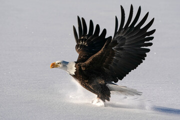 American Bald Eagle - snow