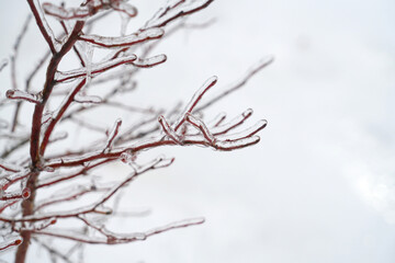 tree branches frozen in the ice