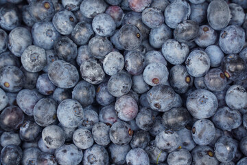 fresh picked blueberry as food background