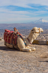 Fototapeta premium camel in cappadocia