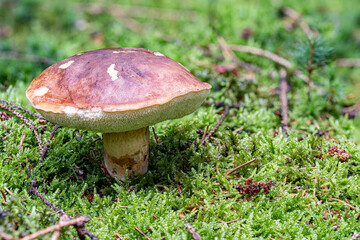 Steinpilz im Wald im Herbst