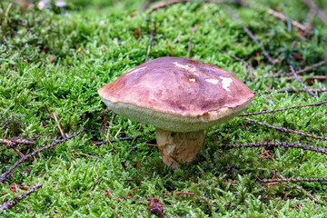 Steinpilz im Wald im Herbst