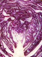 Obraz premium Red cabbage close up