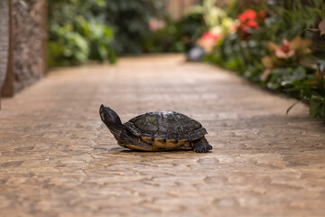A large turtle with a shell. The turtle has a body outside the shell.