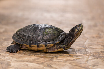 A large turtle with a shell. The turtle has a body outside the shell.