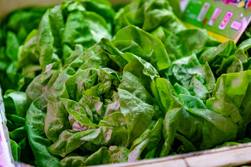 Lettuces. Fruit and vegetable stall. Stall with lettuce in a market in Madrid, Spain. Green lettuce leaves with water drops. Horizontal photography.