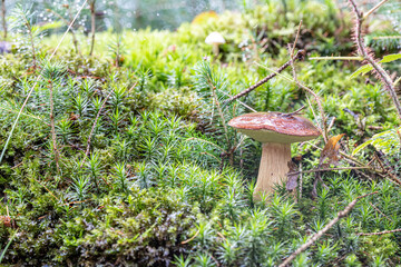 Steinpilz im Wald im Herbst
