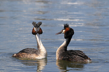 Great Crested Grebe (Podiceps cristatus), mating breeding pair, pair performing the penguin dance and a mutual presentation of nesting material