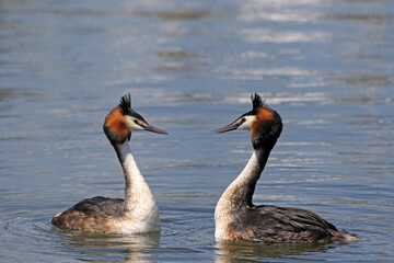 Great Crested Grebe (Podiceps cristatus), mating breeding pair, pair performing the penguin dance and a mutual presentation of nesting material