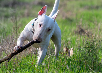 Miniature Bull Terrier runs happily in the Cremona countryside.