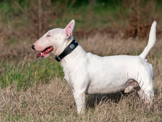 Miniature Bull Terrier runs happily in the Cremona countryside.