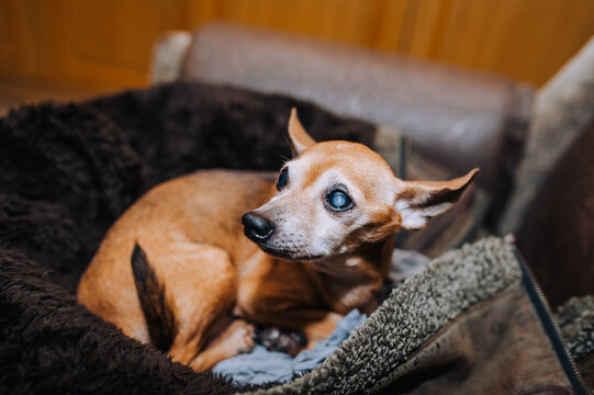 A Small Red-haired Old Blind Dog Of That Terrier Breed, A Chihuahua With Sore Eyes, Glaucoma, Cataract Lies On A Jacket In An Armchair. Photo Of An Animal.