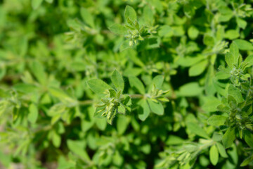 Herb canary clover leaves
