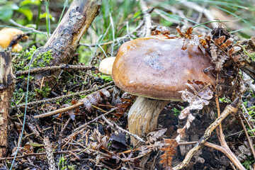 Steinpilz im Wald im Herbst