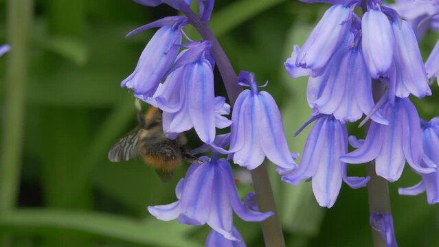 Bombus pascuorum or the brown carder bee, visiting bluebell