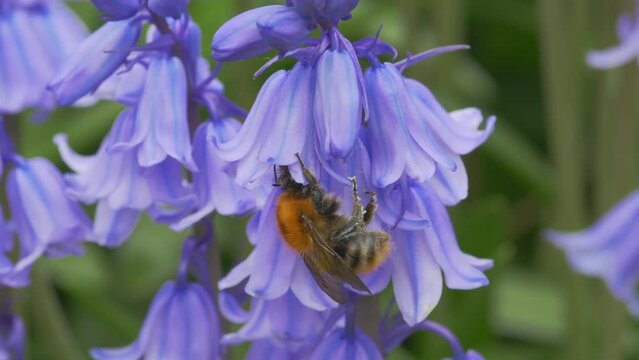 Bombus pascuorum or the brown carder bee, visiting bluebell