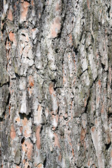 Scots pine bark detail