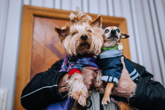 Two warmly dressed dogs, a Yorkshire Terrier and a Toy Terrier, are sitting in the arms of their owner. Photography, animal.