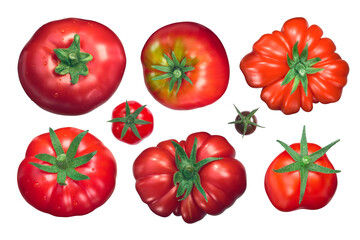 Heirloom Tomatoes calyces (sepals) up, top view isolated png