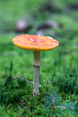 Fliegenpilz im Wald im Herbst