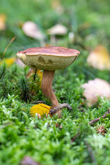 Birkenpilz im Wald im Herbst