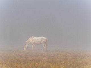 Cheval seul dans un champ avec de la brume.