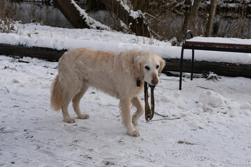 Dog with a belt. Winter background.