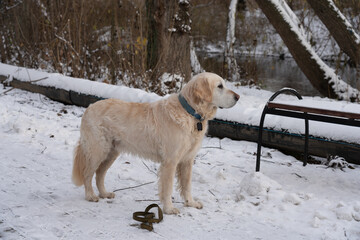 Retriver staring far away. Winter park.