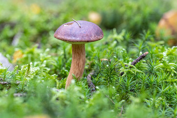 Maronenröhrling im Wald im Herbst