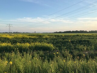 field with tall grass