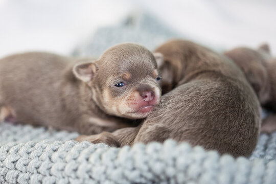 Newborn brown tiny chihuahua puppy sleeping on blanket or hand - Powered by Adobe