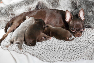 Tired mother chihuahua brown dog breastfeeds her newborn puppies children